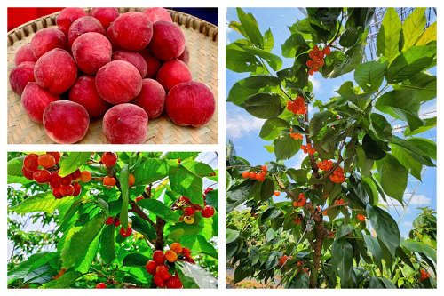 1688107392840749.png 图片3.png