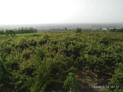 1716172969199730.png 图片1.png