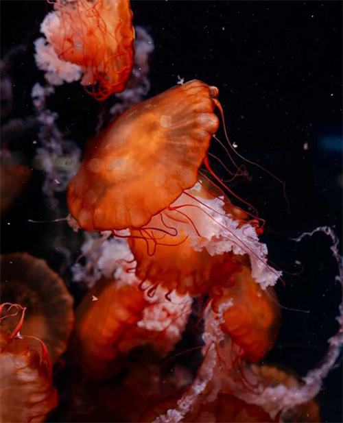 1766383844739653.png 图片4.png